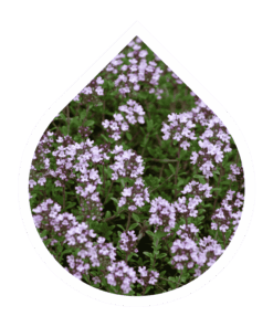 Tomillo (Thymus vulgaris)