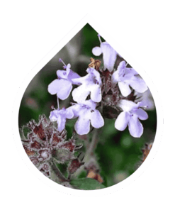 Tomillo del Mediterráneo (Thymus hyemalis)