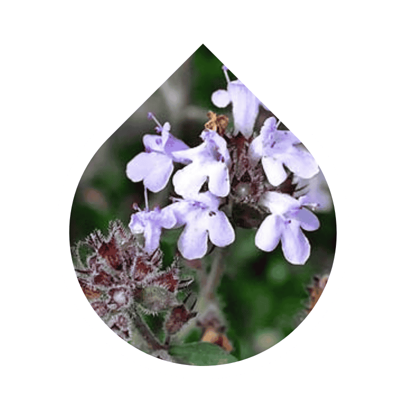 Tomillo del Mediterráneo (Thymus hyemalis)