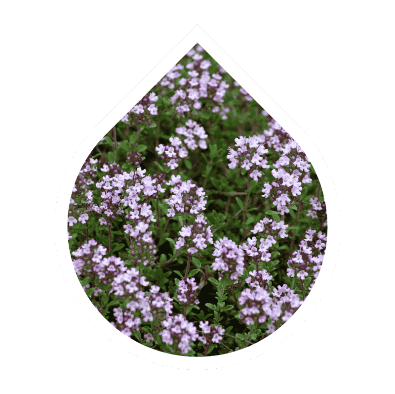 Tomillo (Thymus vulgaris)