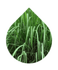 Citronela (Cymbopogon winterianus)