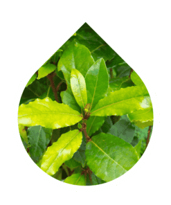 Laurel (Laurus nobilis)