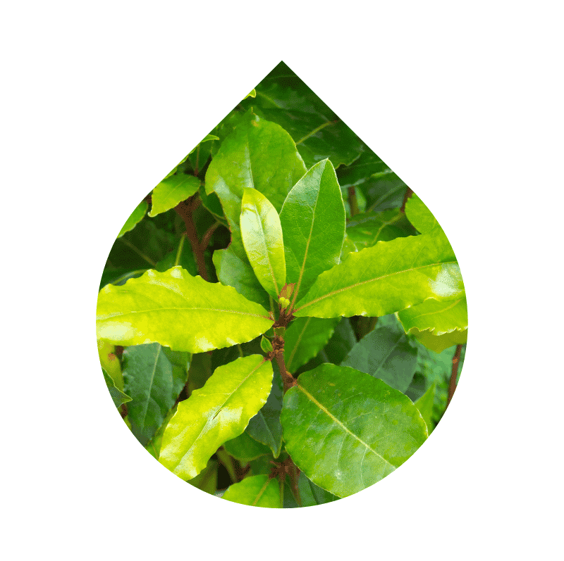 Laurel (Laurus nobilis)