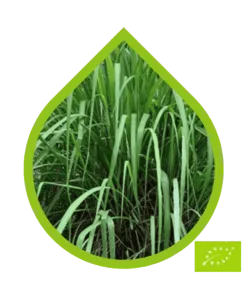 Citronela Ecológico (Cymbopogon winterianus)