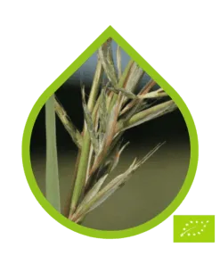 Citronela de Java Ecológico (Cymbopogon winterianus)