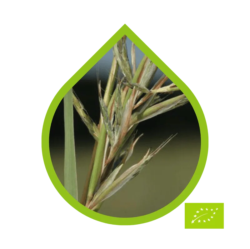 Citronela de Java Ecológico (Cymbopogon winterianus)