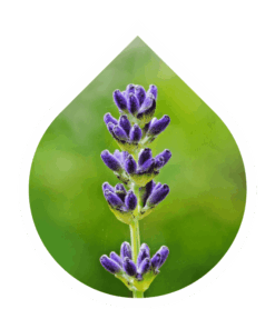 Lavanda Aspic (Lavandula latifolia)