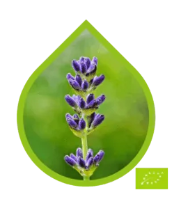 Lavanda Aspic Ecológico (Lavandula latifolia)
