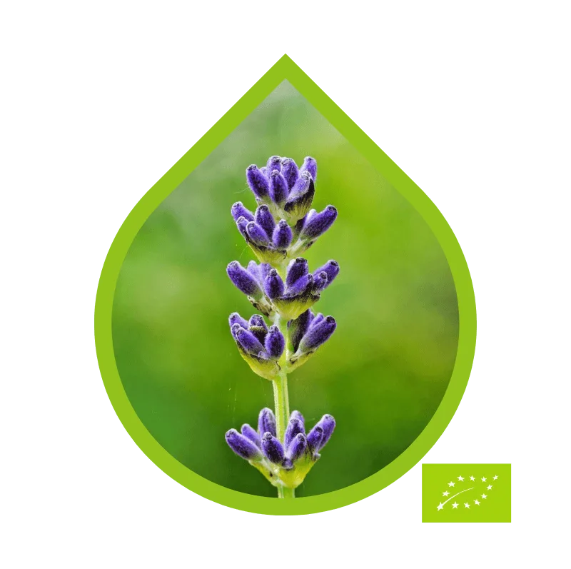 Lavanda Aspic Ecológico (Lavandula latifolia)