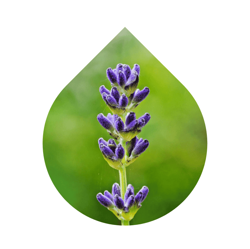 Lavanda Aspic (Lavandula latifolia)