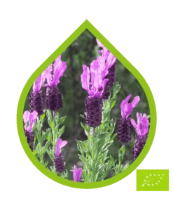 Lavanda Luisieri Ecológico (Lavandula stoechas sp. luisieri)
