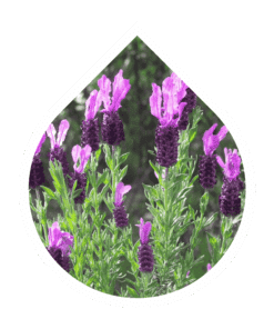 Lavanda Luisieri (Lavandula stoechas sp. luisieri)