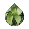 Mopane (Colophospermum mopane)