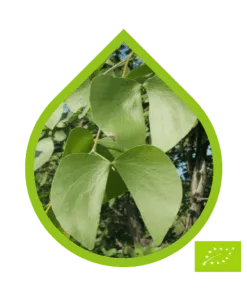 Mopane Ecológico (Colophospermum mopane)