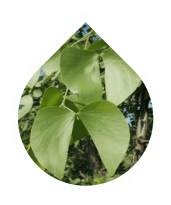 Mopane (Colophospermum mopane)