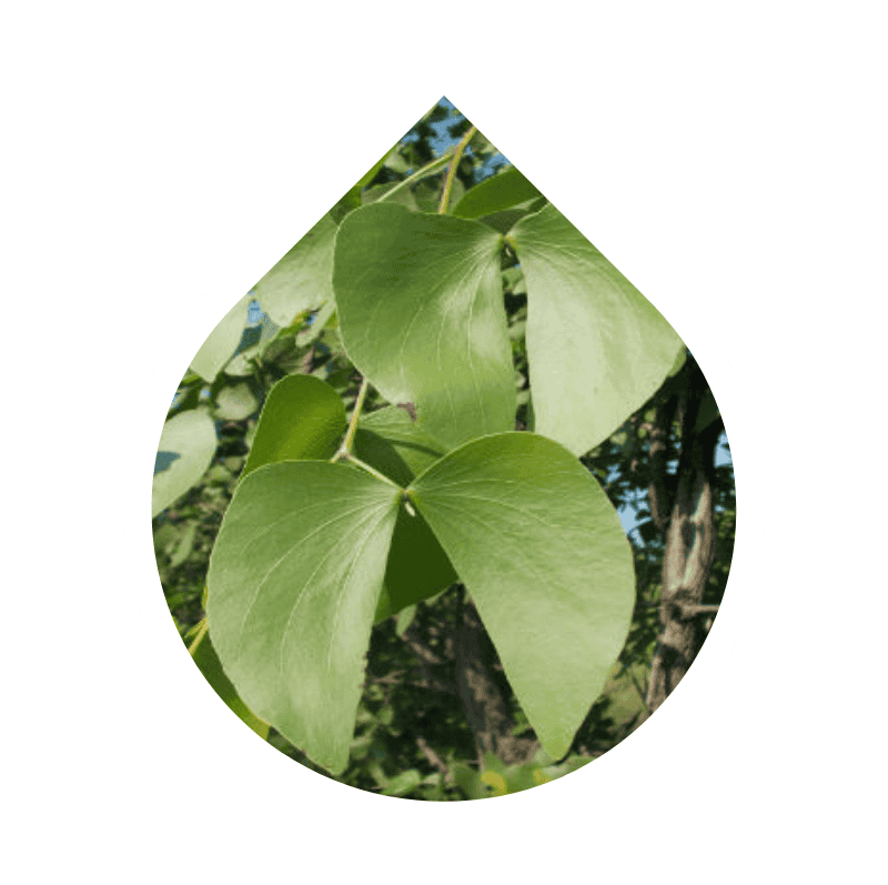 Mopane (Colophospermum mopane)