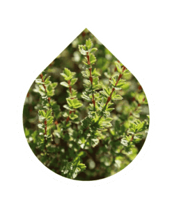 Resurrection Bush (Myrothamnus flabellifolius)