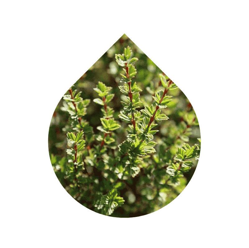 Resurrection Bush (Myrothamnus flabellifolius)