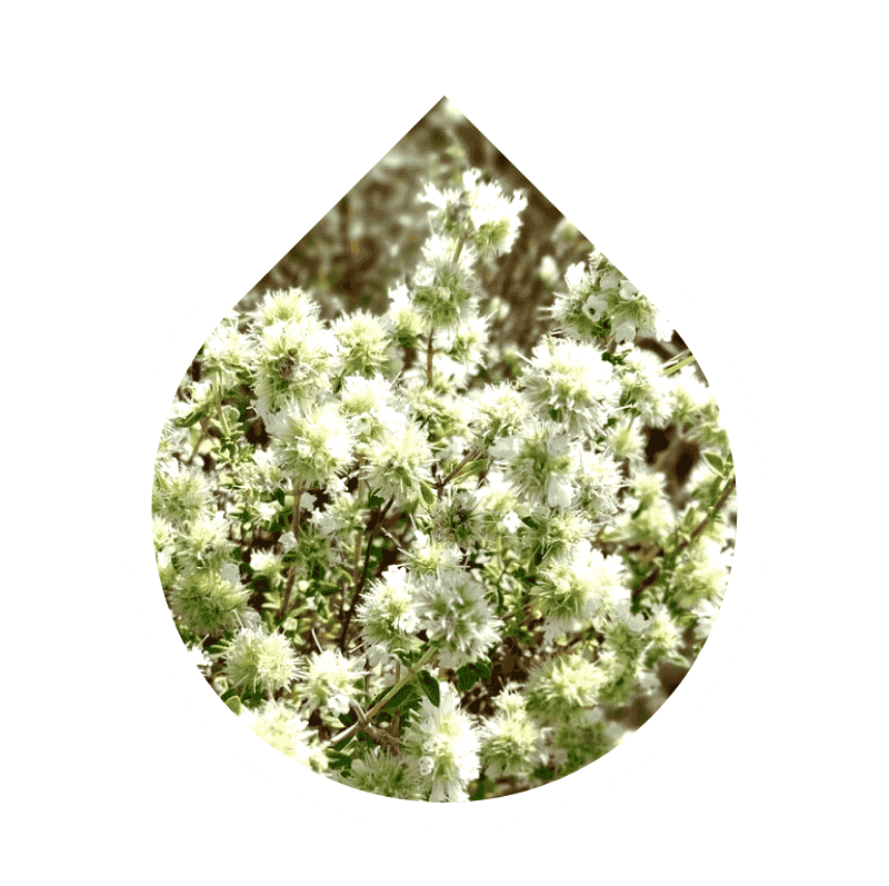 Tomillo Blanco (Thymus mastichina)