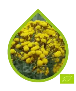 Inmortal Ecológico (Helichrysum italicum)