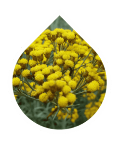 Inmortal (Helichrysum italicum)