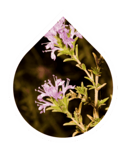 Tomillo Carrasqueño (Thymbra capitata)