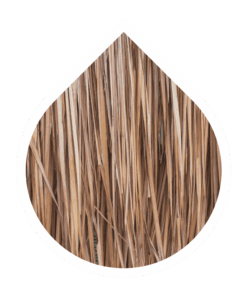 Vetiver (Chrysopogon zizanioides)