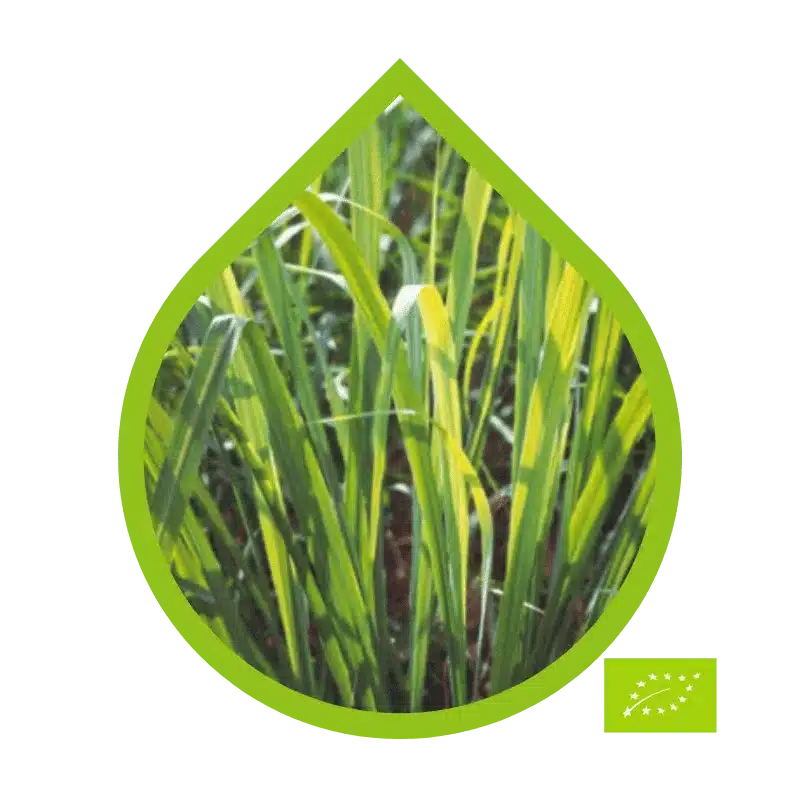 Citronela de Java Ecológico (Cymbopogon winterianus)