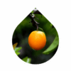 Ximenia (Ximenia americana)