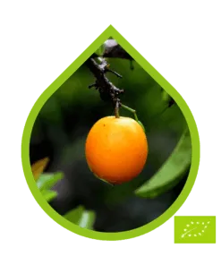 Ximenia Ecológico (Ximenia americana)