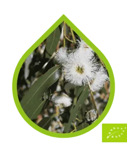 Organic Eucalyptus Globulus Rectified (+70%/+80%) (Eucalyptus globulus)