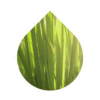 Lemongrass (Cymbopogon citratus)