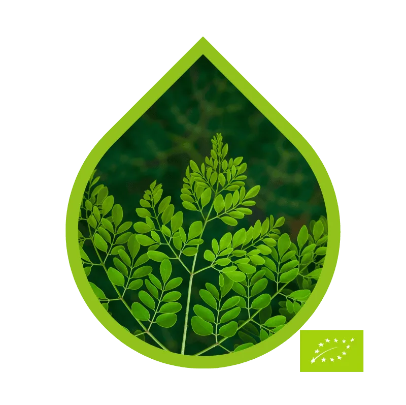 Organic Moringa (Moringa oleifera)