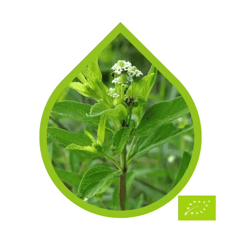 Organic Wild Verbena (Lippia javanica)