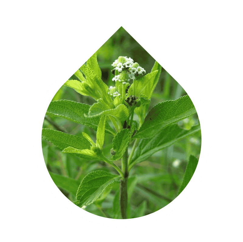 Wild Verbena (Lippia javanica)