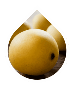 Marula (Sclerocarya birrea)