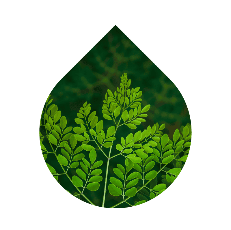 Moringa (Moringa oleifera)