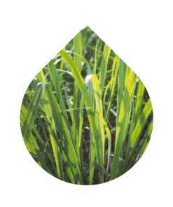 Java Citronella (Cymbopogon winterianus)