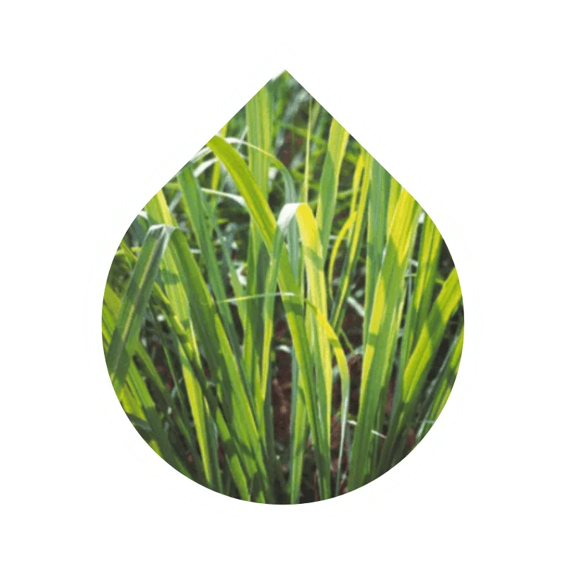 Java Citronella (Cymbopogon winterianus)