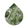 Sage (Salvia officinalis)