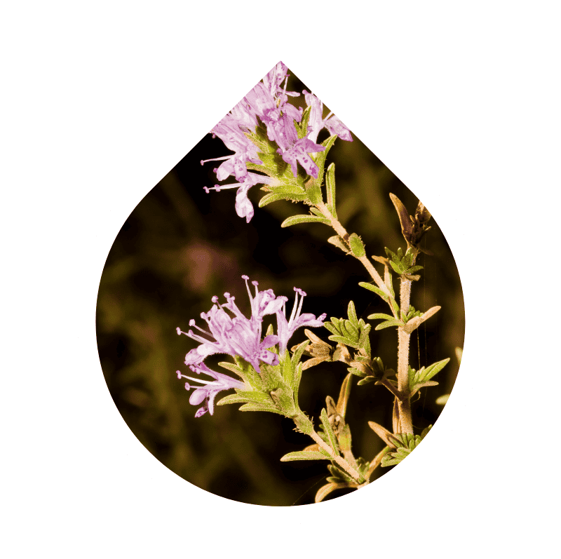 Spanish Oregano (Thymbra capitata)