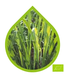 Organic Java Citronella (Cymbopogon winterianus)