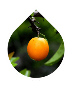 Ximenia (Ximenia americana)