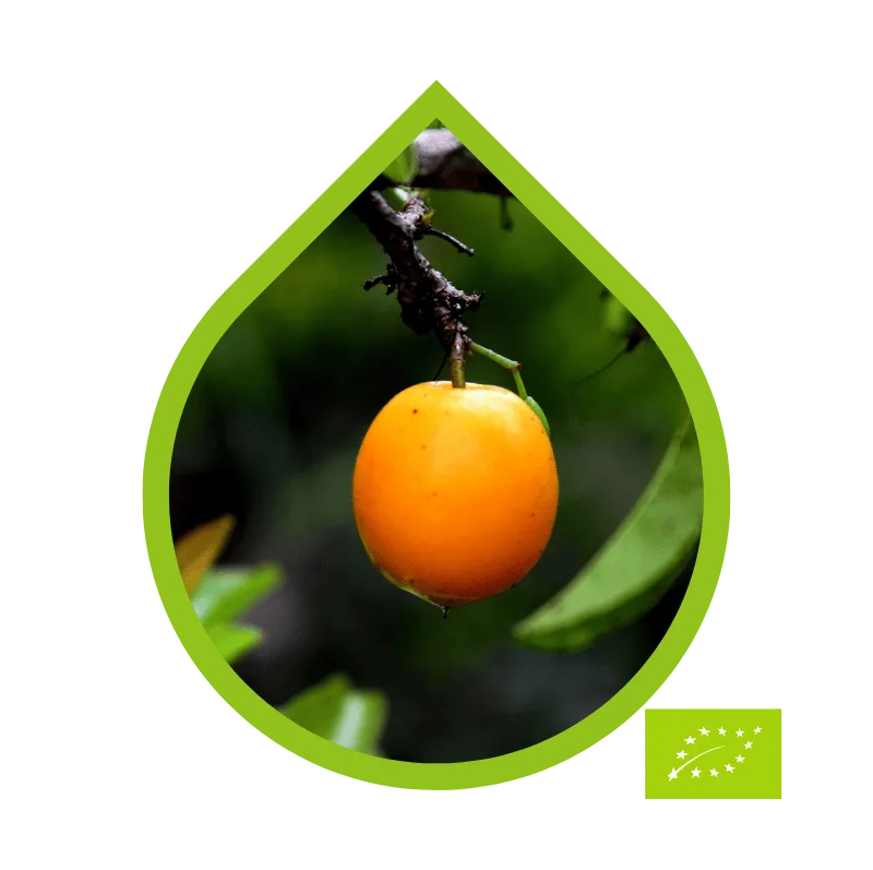 Organic Ximenia (Ximenia americana)