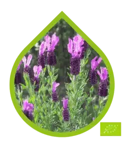 Organic Essential Oils