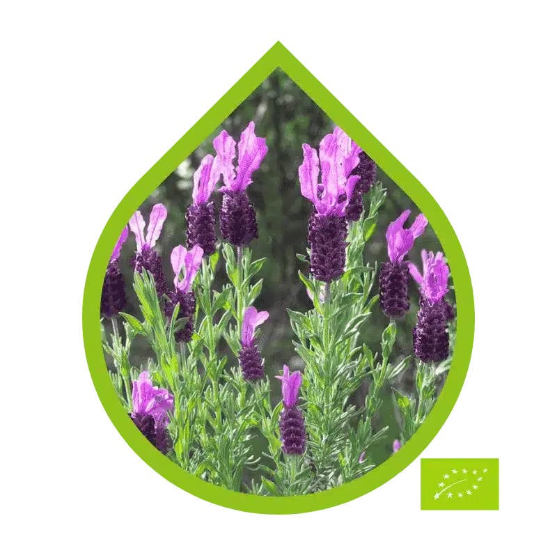 Aceites Esenciales Ecológicos