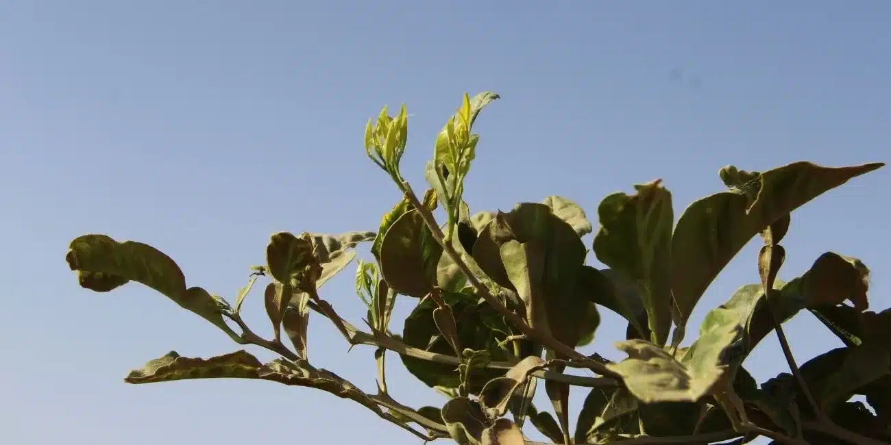 Hojas y ramas del naranjo amargo Citrus aurantium para Petitgrain