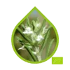 thymus zygis