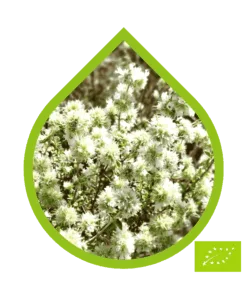 thymus mastichina