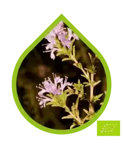 Orégano Español Ecológico (Thymbra capitata)